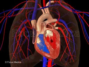 Blood Coagulation and Stroke - Animated Atlas of Atrial Fibrillation