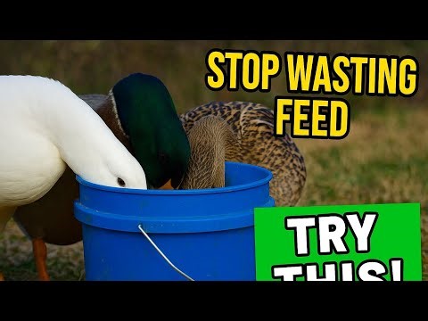 “Stop Wasting Feed — This Simple Fermentation Hack Changes EVERYTHING”