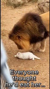 Tiny Cat Falls Into Lion Enclosure – The Ending Pure Magic. | Wild Encounters