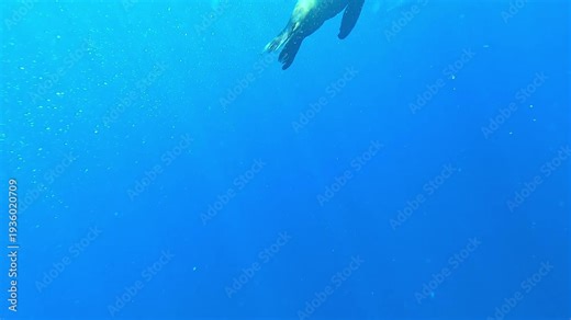 A sea lion – Otariidae – surfaces for air off Magdalena Bay, Baja California, Mexico, then dives beneath the camera with fluid movement during the sardine run.