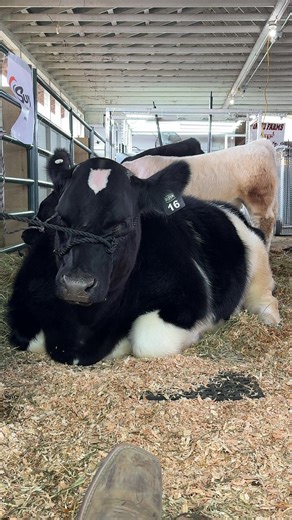 Mastering Livestock Training for Cattle Success