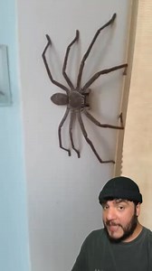 Temporada de Arañas en Australia #arañas #australia | Braisclips