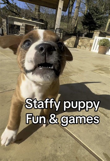 Playful 6-Week-Old Staffy Puppies In Action