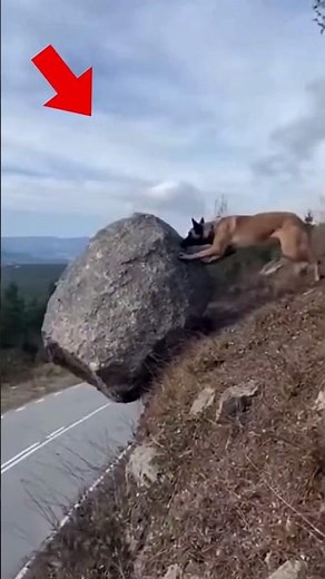 Hero K9 Saves cat Puppy #dog #rescue #pets #cat