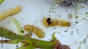 Weaving trees with cobwebs by larvae. Caterpillars of American white butterfly (Hyphantria cunea), moth fall webworm quarantine pest on leaves