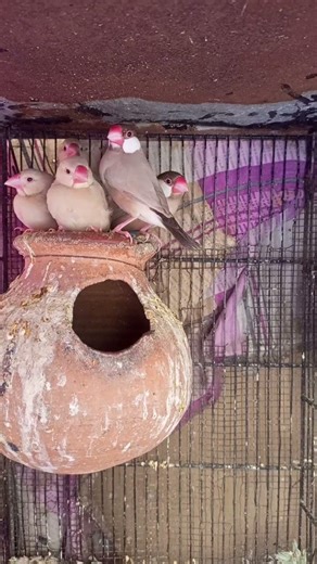 Fawn Java pair with chicks