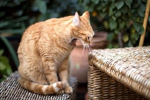My Cat Is Coughing and Gagging - Common Causes & Treatment