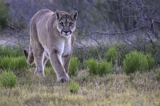 Trail camera catches elusive mountain lion strolling through Pike County