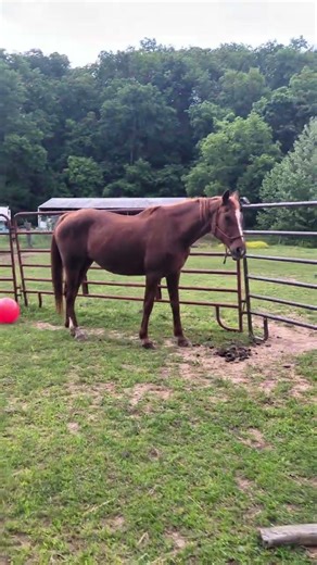 Leased property she died at. Was renting. Meth infested "hood' locally.