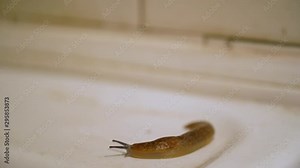 A vile scary brown slug moves along a rusty white sink in the bathroom close up. The concept of fear and horror. Slug creeps and palpates wet surface with eye tentacles on background of broken tile.