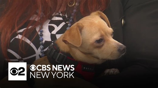 Furry Friend Finder: Meet Tinker Bell the Chihuahua mix