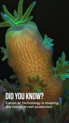 Did you know? 🌊​ Canon’s imaging and AI tools can map coral coverage, detect bleaching, and monitor spawning in real time.​ This is science in action: turning images into data that help researchers track change, guide restoration, and protect the unseen future of coral reefs.​ 👉 Read more on Canon VIEW: https://canon.sm/49HT1WP Le saviez-vous ? 🌊​ Les outils d'imagerie et d'IA de Canon permettent de cartographier la couverture corallienne, de détecter le blanchiment et de surveiller le frai e