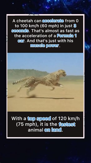 A Cheetah Is Faster Than A Supercar🐆