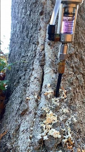 Tree Shot! Tree Injections #treework #treecare #treeservice #arborist #plantcare #healthcare #inject