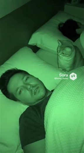 😂 Cat Smacks Snoring Man and Instantly Mutes Him 😼🤫