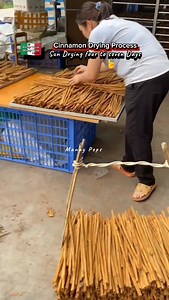 Cinnamon Bark Harvesting and Drying Process. Watch This! #highlights #harvesting #cinnamon #cinnamonsticks #manaypeps | Efigenia Lustre