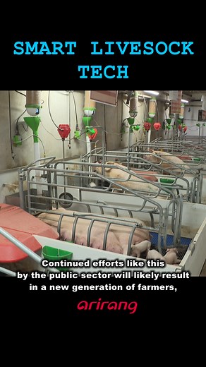 3.2K views · 54 reactions | How smart tech can be used to make livestock farming more appealing for young people #PSY #Livestock #Farm #Smart_Farm #Livestock_farming #가축 #축산 #스마트_축산 #Arirang_News #아리랑뉴스 | Arirang News | Facebook