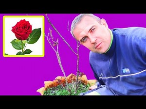 How to Transplant a Rose Bush