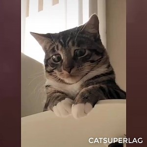 25K views · 935 shares | Scared boy  | Cat Super LAG | Facebook