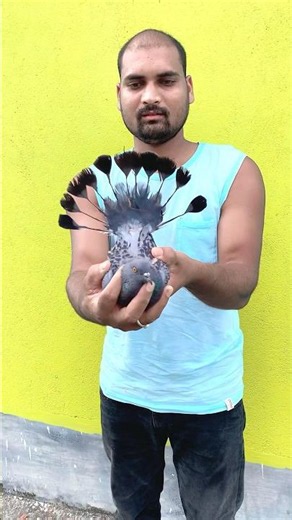 How did you like our peacock 🦚 #pigeon #kabutar #pigeondigains #birds #pigeontraining #kabootar