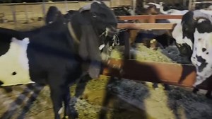 22K views · 1.2K reactions | Breeders || بریڈر بکرے | Goat Land Farms | Facebook