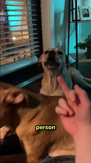 Why Dogs Hate The Middle Finger?