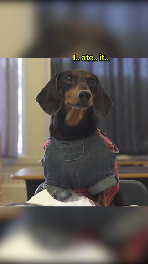 If a dog eats his own homework, is it even an excuse?! 😅 #dogs #homework #backtoschool #dachshund