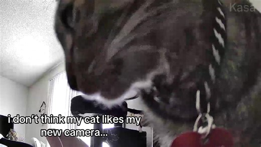 My Cat's Hilarious Reaction to the New Camera