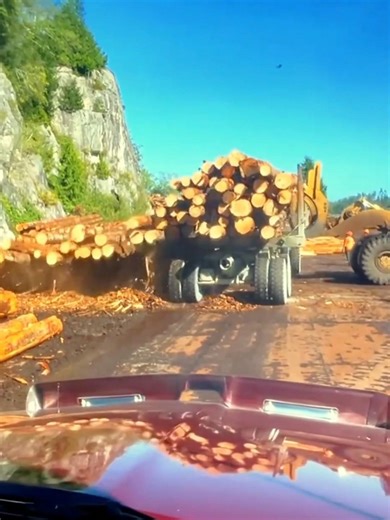 Tree Cutting on a Steep Hill 😳🌲 #shorts