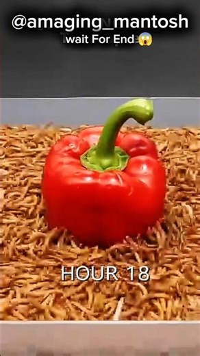 Growing Reishi 🫑🍅Mushroom - 100 Days Time Lapse