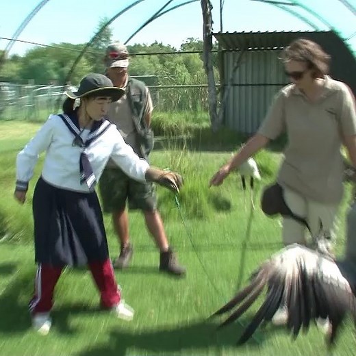 世界の果てまでイッテQ！ | #ヘビクイワシ #SecretaryBird #秘書鳥 #蛇を蹴り殺して食べる #急所をピンポイント #ほぼ河北麻友子 | Instagram