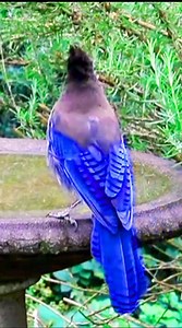 228K views · 3.2K reactions | Steller's Jay 殺 #bird #sounds #nature #singing | Okicau | Facebook