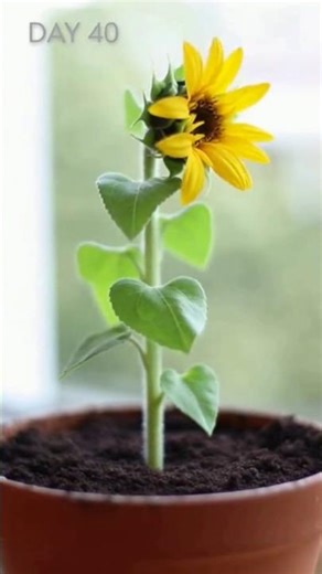 seed grow into sunflower 🌻 #satisfyinggrowth #seedlapse #timelapse #shorts #viral