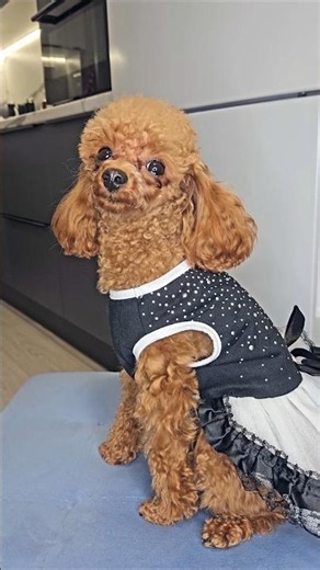 Why is the boy dressed like a girl?