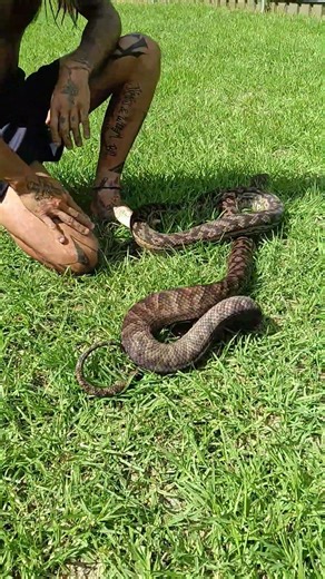 Australian scrub python #snake #outdoors #wildlife #reptiles #nature