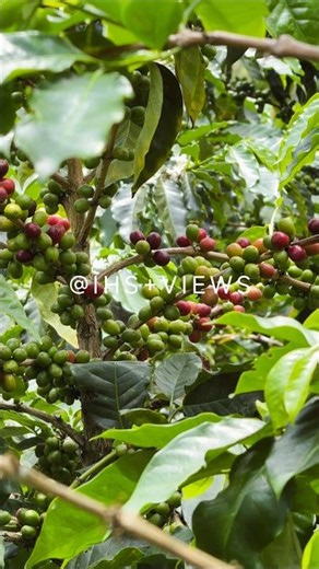 Coffee Fruit Journey ☕ | From Green Coffee Cherries to Perfect Ripe Harvest 🌿❤️