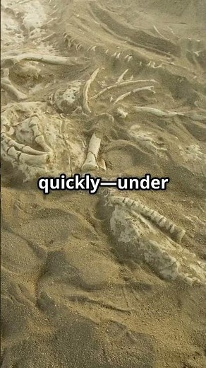 How Fossils Are Actually Made!