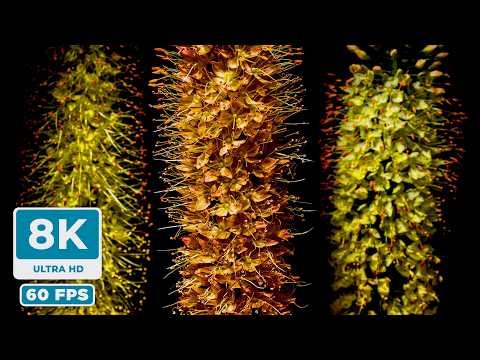 8K OLED DEMO: Pure Black & Vivid Colors (With Real SFX) (60FPS) (Ultra HD)