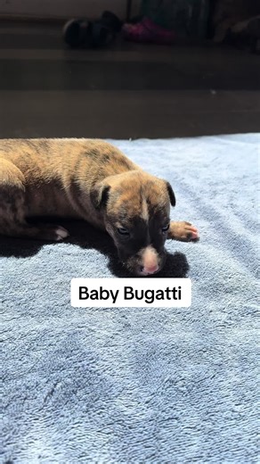 Woke Up in a New Bugatti: Whippet Puppy Edition