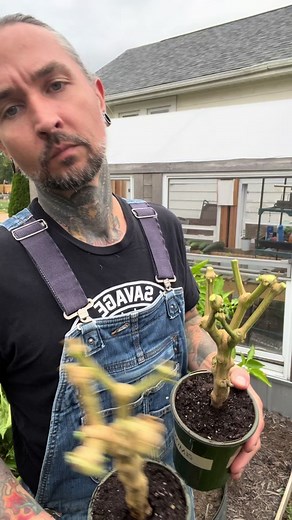 I got 8 pepper plants dug up and prepared for overwintering. I have a longer, more detailed video up on my YouTube channel covering the whole process if you want more info. #gardening #overwinteringplants #overwinteringpeppers #peppers #peppperplants #gardentok