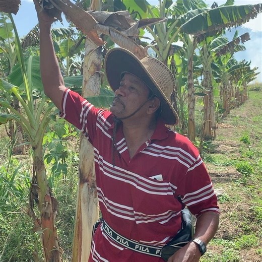 Plantains Plantains are believed to have originated in Southeast Asia. Two groups of plantains are thought to have a common origin: the horn plantain and the French plantain. Both types grow in India, Africa, Egypt, and tropical America. The French plantains also occur in Indonesia and the islands of the Pacific. In some parts of East Africa the plantain is an important beer-making crop, notably in central and eastern Uganda and Tanzania. Globally, plantains account for about 85 percent of all b