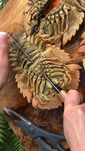 Delicious Balmain Bug Recipe: How to Eat Balmain Bugs