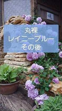 めっちゃ簡単！秋バラのお手入れ 黒星病で葉を落とし丸裸になったレイニーブルーの復活方法を時系列で紹介しています🌹 #バラ #秋バラ #弱ったバラのお手入れ #黒星病 #バラの復活 #レイニーブルー