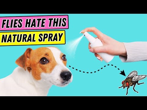 Best Homemade Fly Repellent for Dogs | Protect Your Pup Naturally