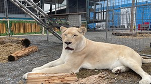 Hinter den Kulissen bei Circus Krone: So geht es den Tieren wirklich