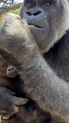 ゴリラに適した食べ物を提供するため、動物園でのメニューも、葉物や野菜が多いです。ゴリラのお腹には、植物の繊維を消化するための大きな腸があります。腸の中では、微生物の働きによって植物が発酵し、栄養として利用されます。その過程でガスも生じるため、ゴリラのお腹はふっくらして見えます。
