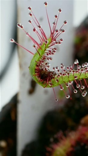 Drosera capensis catches a fly, timelapse