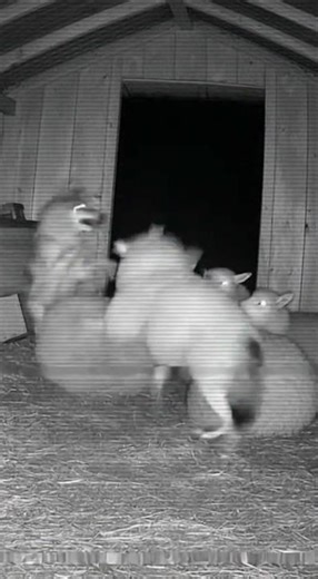 Disguised Sheepdog Tricks Wolf