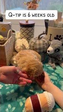 CKC F1b Cavapoo. Ready December 9th. #puppy #cavapoo #cute #fyp