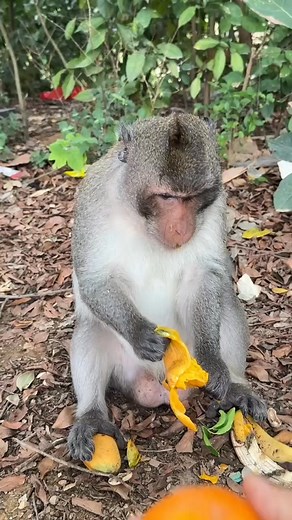 2.5K views · 18 reactions |  #monkey #funnymonkey #monkeyseemonkeydo | Funny Voice Over | Facebook